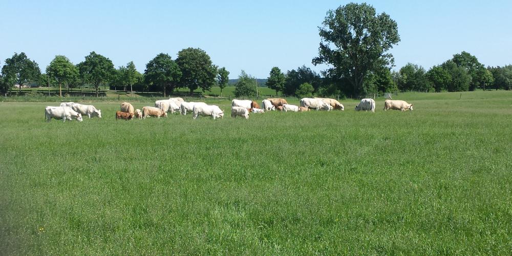 Uckermärker Rinder - haben einen hohen Fleischanteil